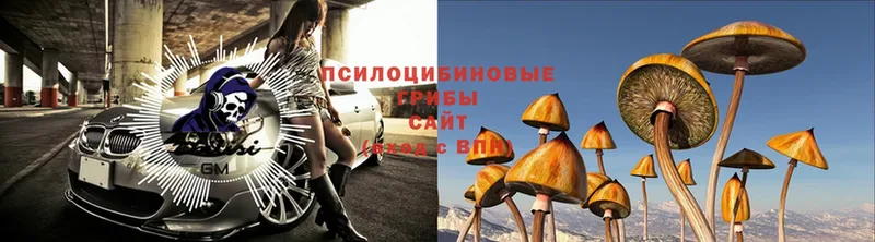 Псилоцибиновые грибы Magic Shrooms  блэк спрут зеркало  Черногорск 